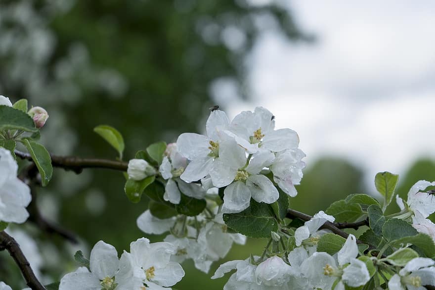 æbletræ, blomster, hvide blomster, æble blomster, kronblade, hvide kronblade, flor, blomstre, flora, natur