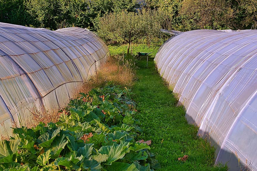 Greenhouses, Plants, Rhubarb, Vegetable, Garden Rhubarb, Plantation, Leafy Vegetable, Organic