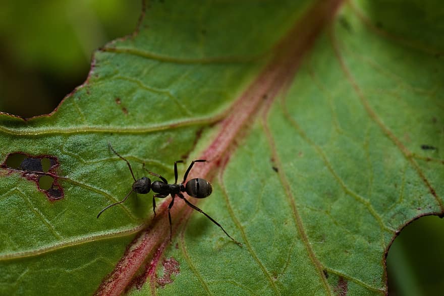 мравка, насекомо, листо, животно, растение, природа, макро