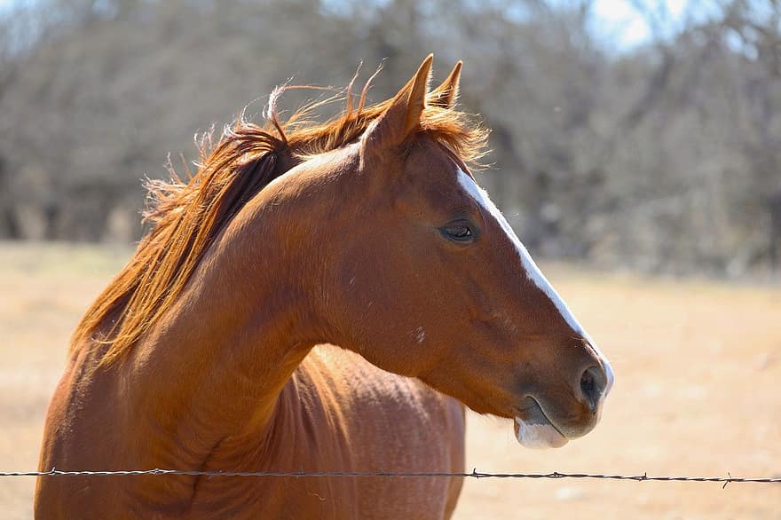 лошадь, каштан, колючая проволока, ранчо, Техас, горная страна, животное, поле, сельскохозяйственная земля, ветреный, забор