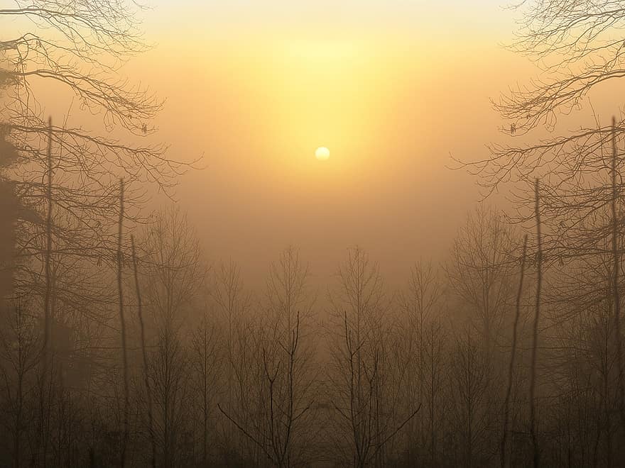 le coucher du soleil, des arbres, forêt, les bois, arbres nus, silhouettes d'arbres, des silhouettes, crépuscule, brouillard, brumeux, brume
