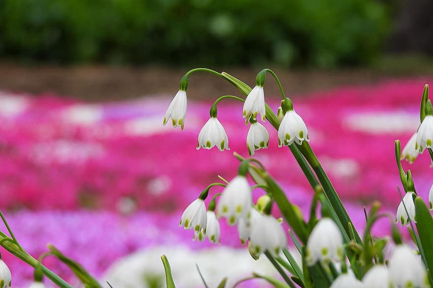 Lily Of The Valley, White Flowers, Meadow, Garden, Nature, Flowers, flower, plant, summer, close-up, flower head