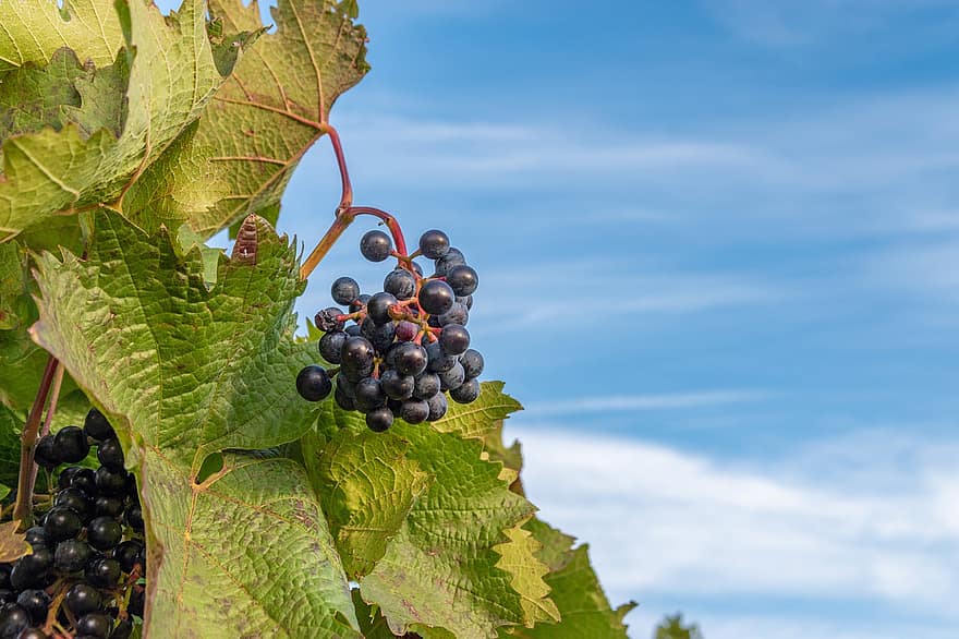 viticultura, uvas, videira