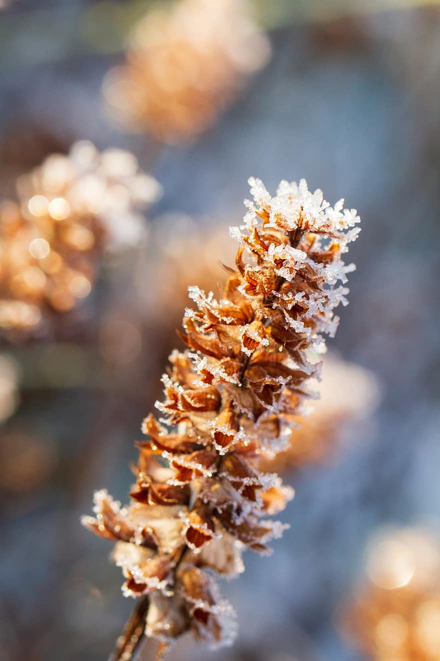 Horsetail, Dry, Frost, Cold, Snow, Wild Plant, Frozen, Grass, Bamboo Grassedit This Page, Equisetum Arvense, Nature