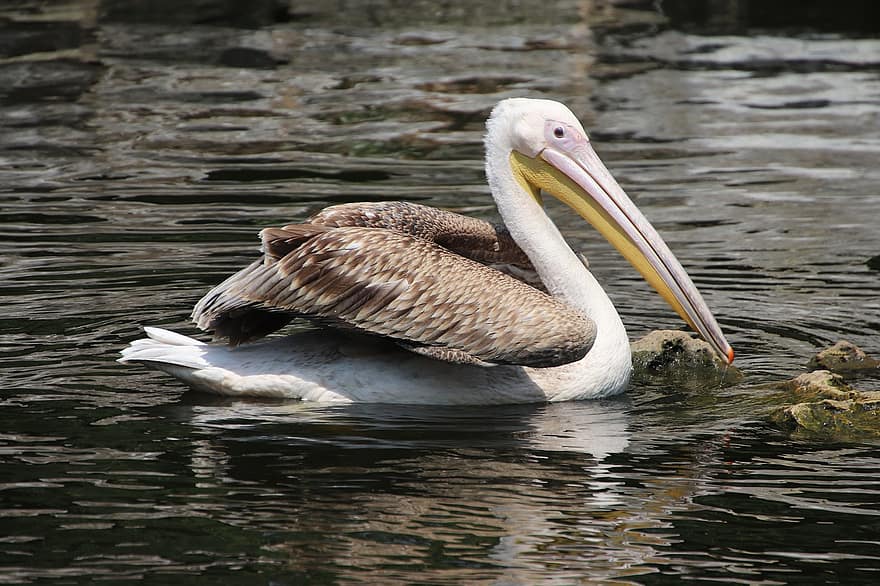 pelicà, ocell, vadear, bec, ales, plomes, plomatge, ocell aquàtic, estany, aigua, món animal