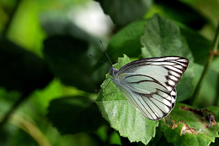 Западна пеперуда Албатрос, пеперуда, листо, насекомо, крила, растение, едър план, зелен цвят, макро, лято, многоцветни