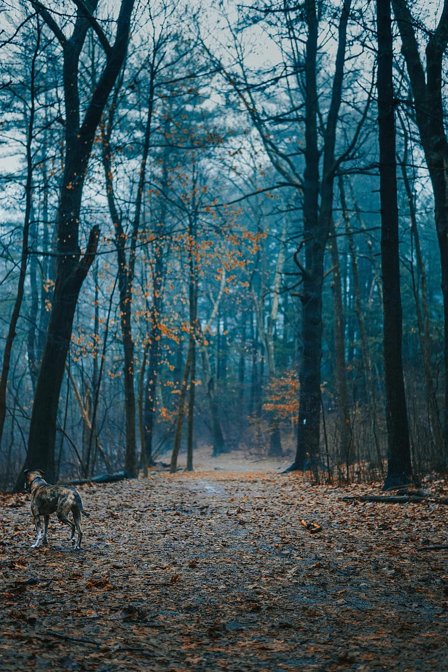 šuo, miškas, kelias, ruduo, rudenį, rūkas, medžiai, pobūdį, lauke, gyvūnas