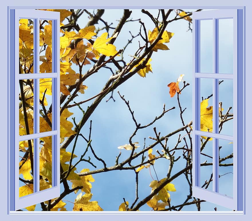 fönster, november, lila, gul, framträda, höst, framåt-, sista kackerlacka, ram, öppna, affisch