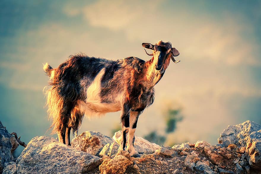 Goat, Rocks, Ridge, Billy Goat, Mountain Goat, Animal, Mammal, Livestock, Shaggy, Fur, Horns