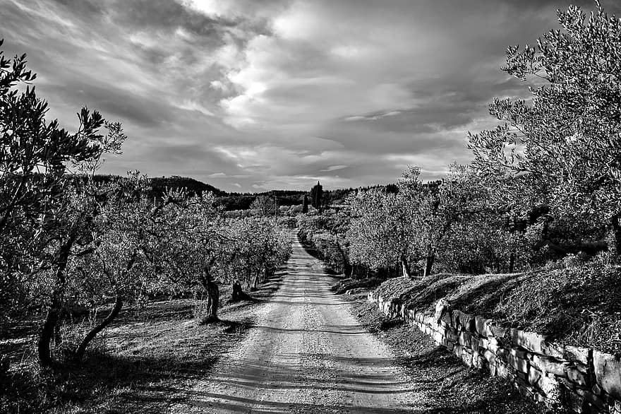 toprak yol, yol, zeytin, ağaçlar, taşra yolu, kırsal, kırsal bölge, Delle Tavarnuzze aracılığıyla, Floransa, Toskana, chianti