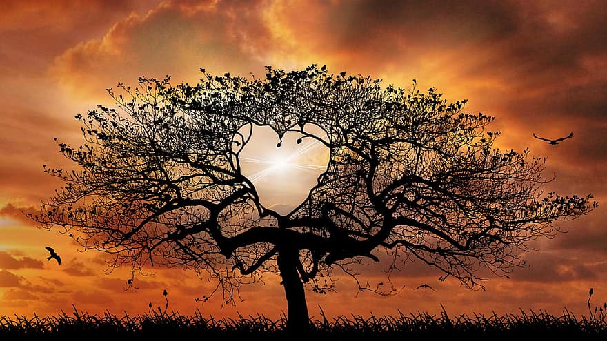 árbol, corazón, puesta de sol, ramas, silueta, paisaje, naturaleza, amor, cielo, Dom, oscuridad