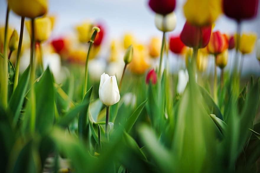 tulipani, fiori, campo, primavera, fiori di primavera, tulipano, fiore, colore verde, pianta, estate, testa di fiore