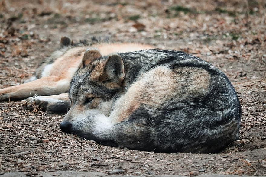 Loups mexicains, loups gris, loups, animaux, la nature, région sauvage