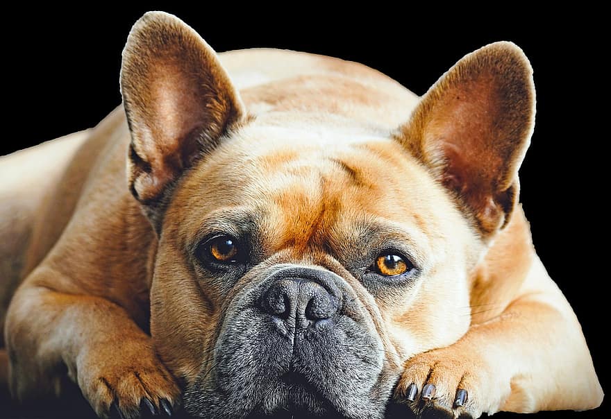 Franse bulldog, hond, dier, zwarte achtergrond, rasechte hond, huisdier, huisdieren, bulldog, schattig, hoektand, puppy