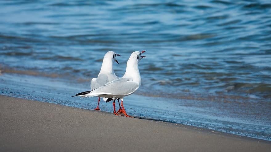 gaivotas, de praia, areia, passarinhos, aves marinhas, animais, animais selvagens, penas, plumagem, costa, Beira Mar