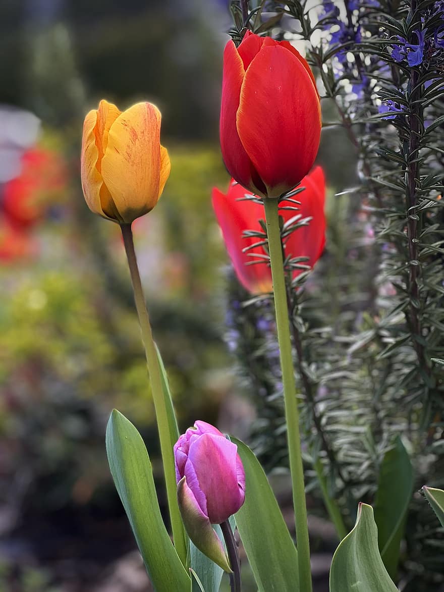 tulipanes, botones florales, Flores floreciendo, primavera, las flores, jardín, flores, tulipán, flor, planta, verano