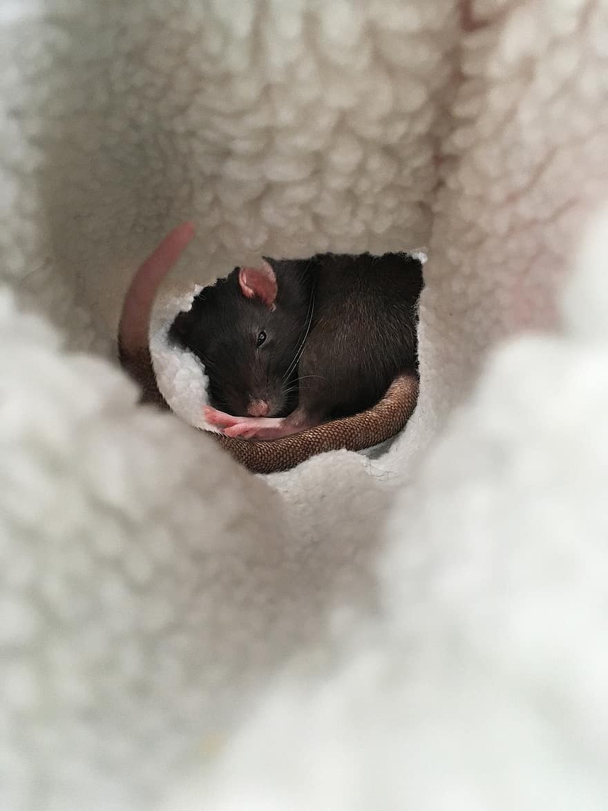 rata, ratón, roedor, siesta, dormir, cola, mascota