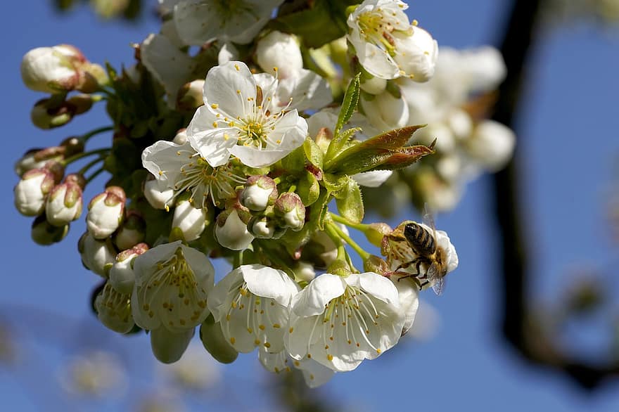 včela, třešňové květy, opylování, bílé květy, třešeň, jaro, květiny, květ, detail, větev, rostlina