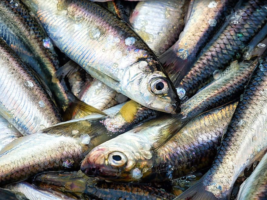 риба, оселедець, їжа, улов, ваги, свіжий, морепродукти, свіжість, впритул, риболовля, улов риби