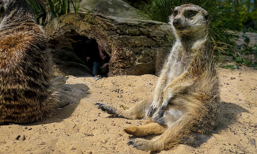 Meerkat, Mammal, Rostock Zoo, Wildlife, Sand, Germany, cute, mongoose, africa, animals in the wild, small