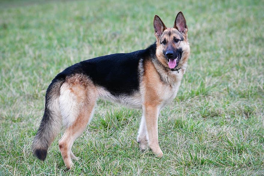 German Shepherd, Dog, Puppy, Pet, Animal, Doggy, Portrait, Domestic, Alsatian, Domestic Dog, Dog Portrait