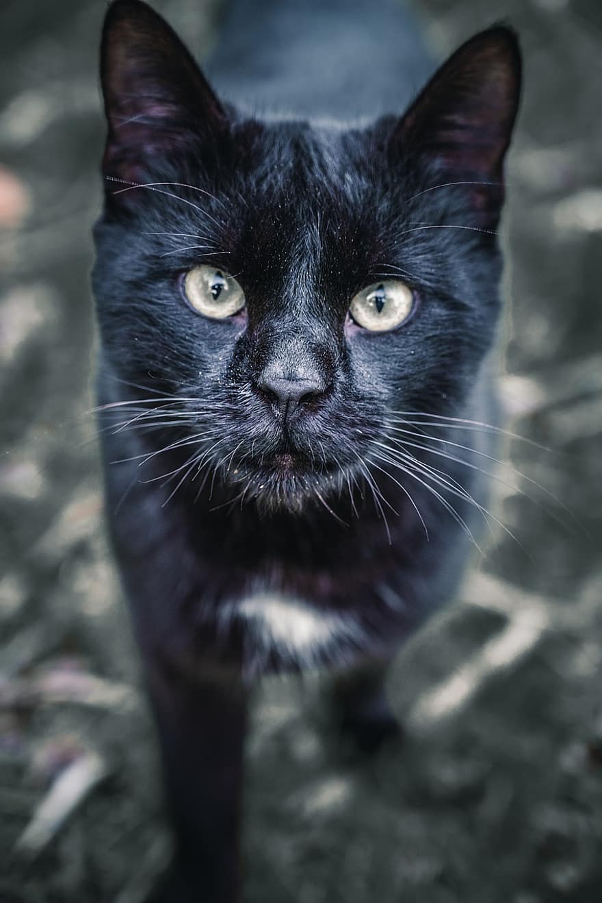 кішка, домашня тварина, тварина, Чорна кішка, обличчя, вуса, домашня кішка, котячих, ссавець, допитливий, грайливий