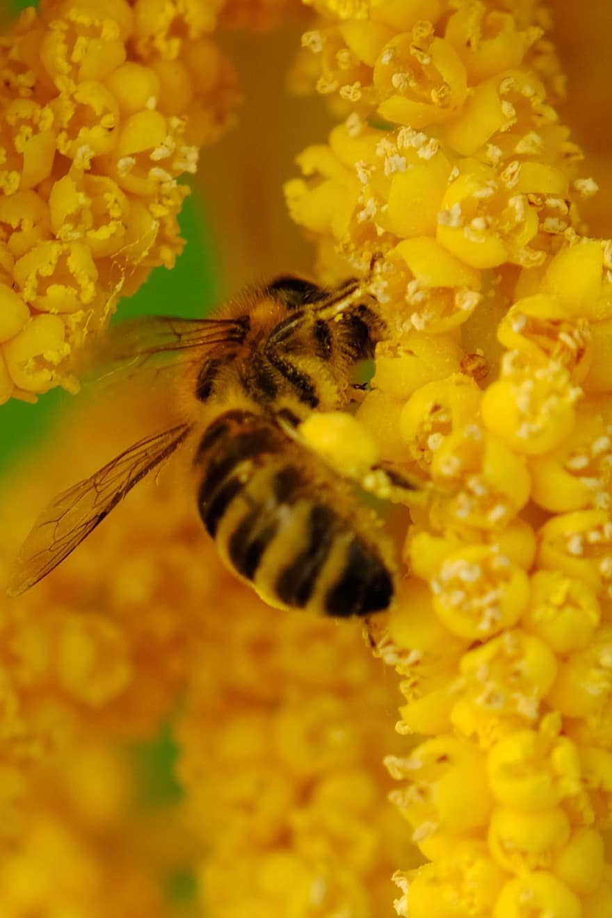 blomma, bi, pollinering, insekt, entomologi, pollen