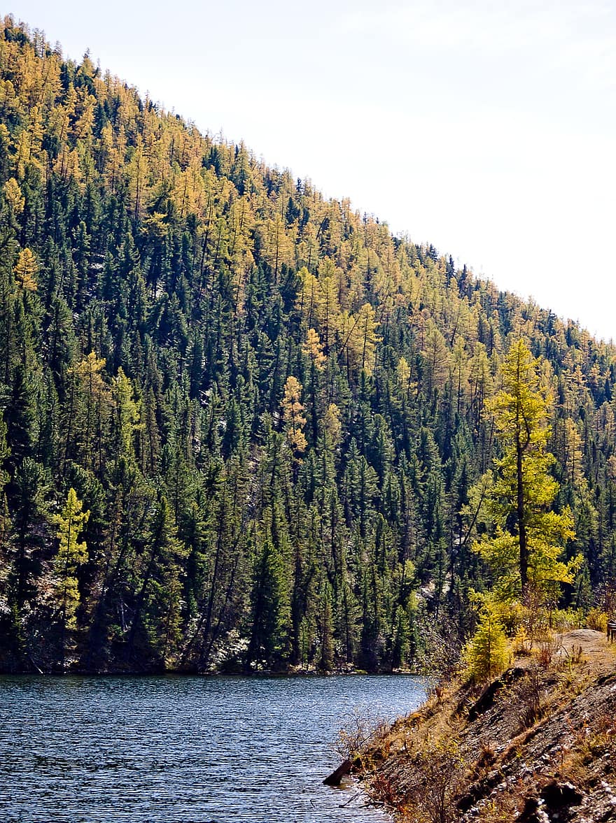 Altai, hegyek, erdő, ősz, tó, vörösfenyő fák, fa, tájkép, víz, hegy, fenyőfa