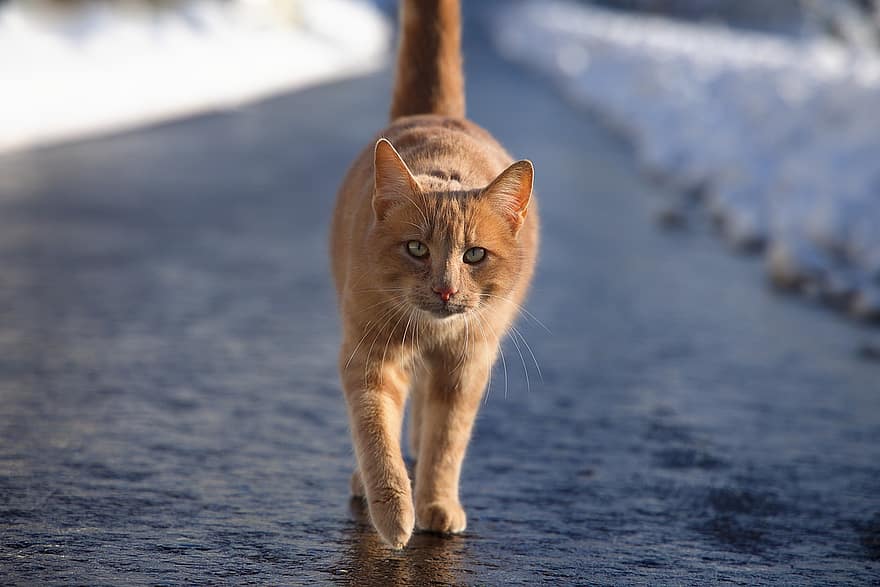 pisică, felin, mustati, animal de companie, intern, companion, drum, zăpadă