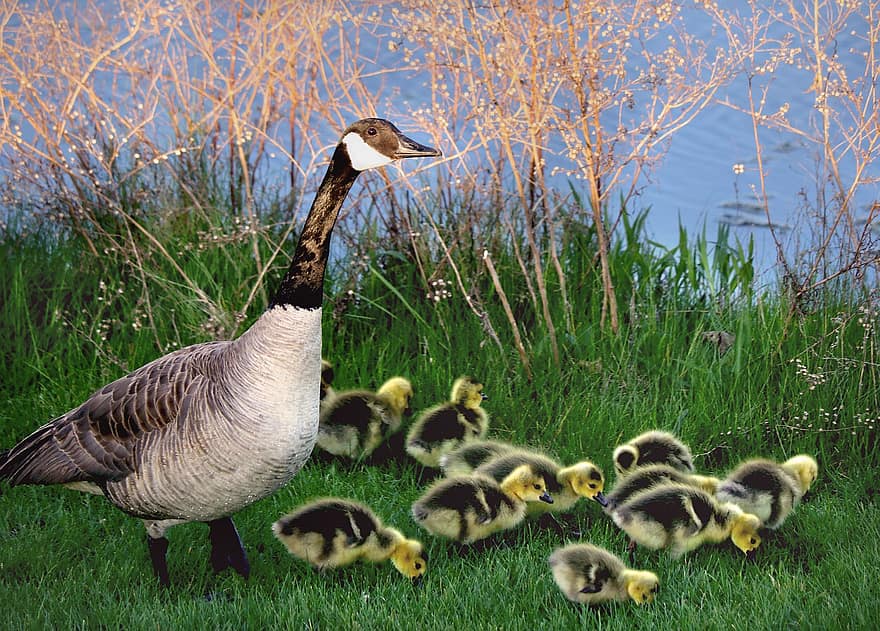 Birds, Ornithology, Goose, Species, Fauna, Avian, Animals, Goslings, Canadian Goose