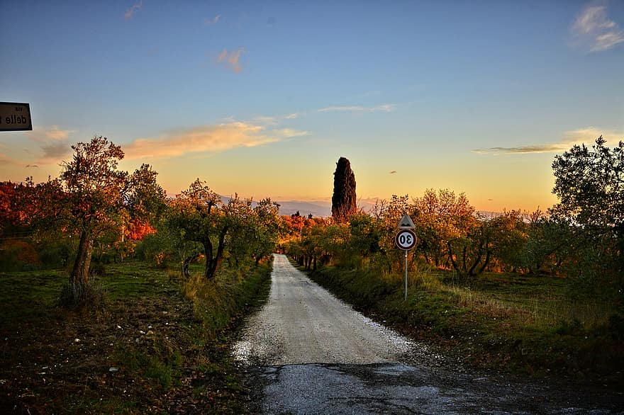 未舗装の道路、オリーブ、木、道路、田舎道、農村、田舎、DelleTavarnuzze経由、キャンティ、フィレンツェ、トスカーナ