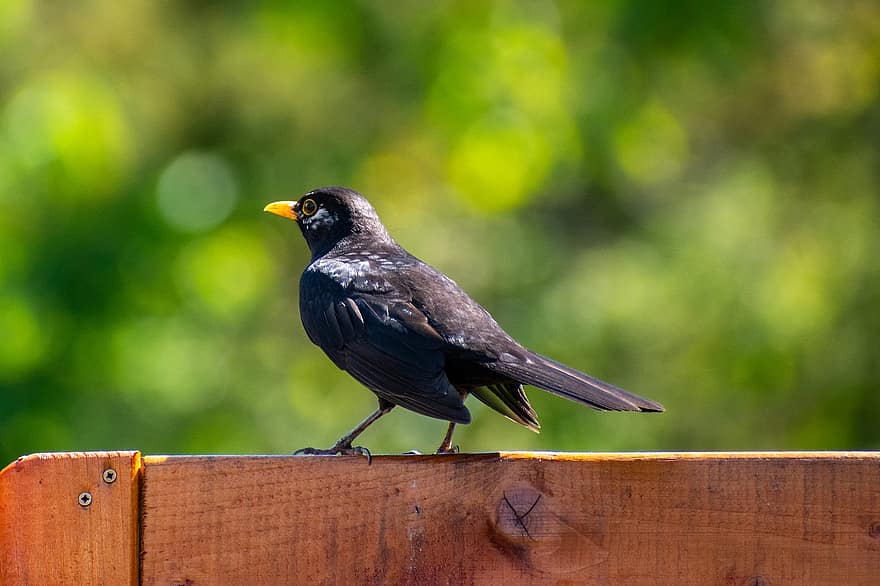 Bird, Blackbird, Songbird, Male, Wooden Fence, Wood, Garden, Summer, Black, Plumage, beak