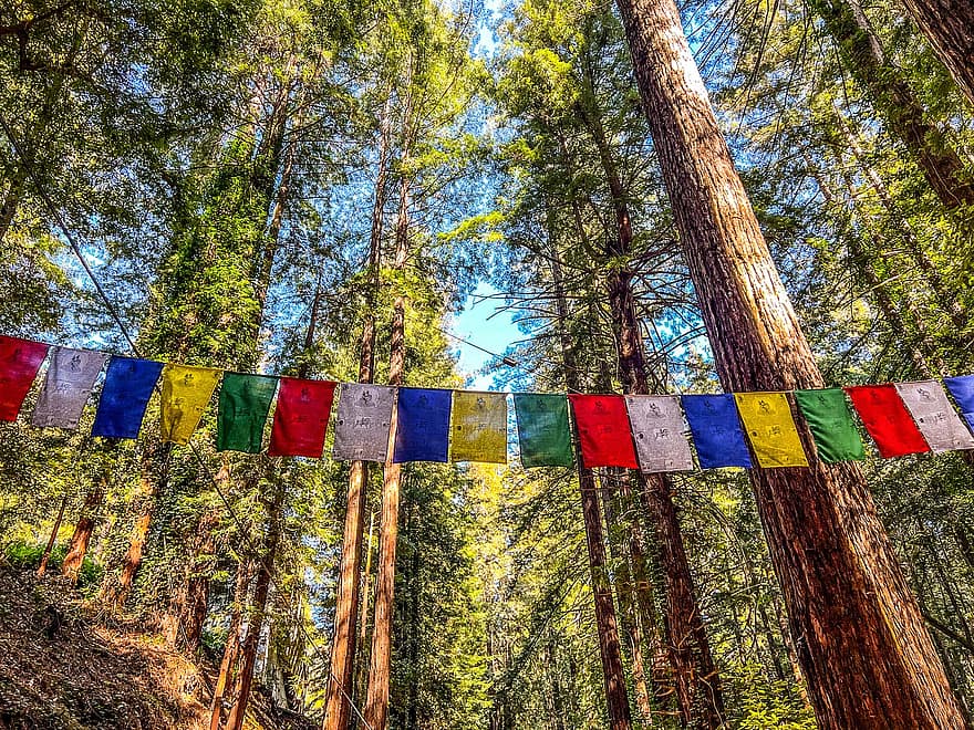 tempio buddista, bandiere di preghiera, foresta, Santa Cruz, boschi, alberi, natura, multicolore, albero, religione, giallo