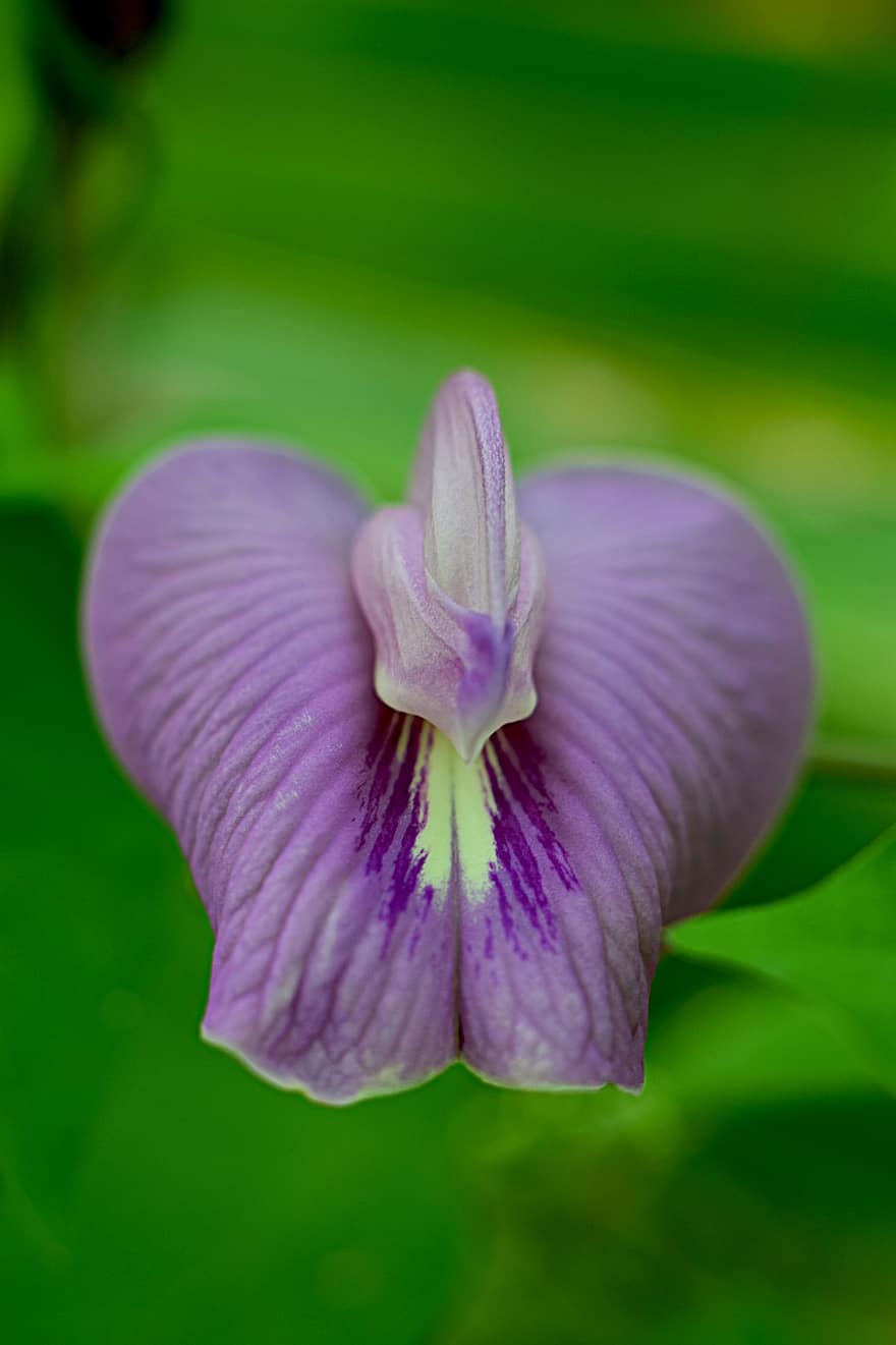 Flower, Orchid, Macro, Botany, Blossom, Bloom, Garden Flower, Purple, Close-up, Plant, Nature