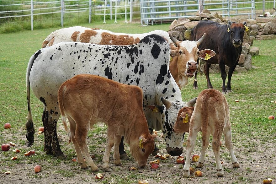 коровы, крупный рогатый скот, домашний скот, выгон, животные, фермерский двор, сельское хозяйство, телята, живая природа, ферма, корова
