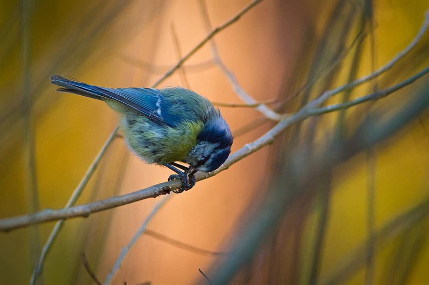 burung kecil, tit biru, makan, Latar Belakang, alam, ilmu burung, bulu burung, paruh, bulu, cabang, binatang di alam liar