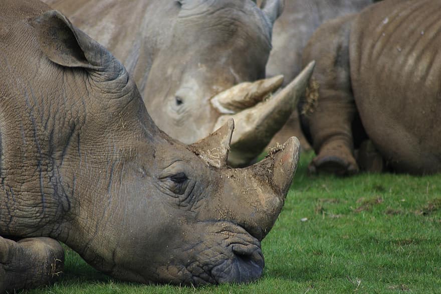 rinoceronte, cuerno, salvaje, reserva, safari, sabana, en peligro de extinción, África