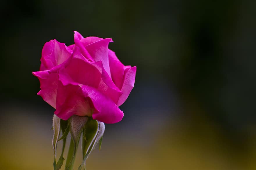 Rose, Rosa, Blume, Blütenblätter, pinke Rose, pinke Blume, rosa Blütenblätter, Rosenblätter, blühen, Flora, Natur
