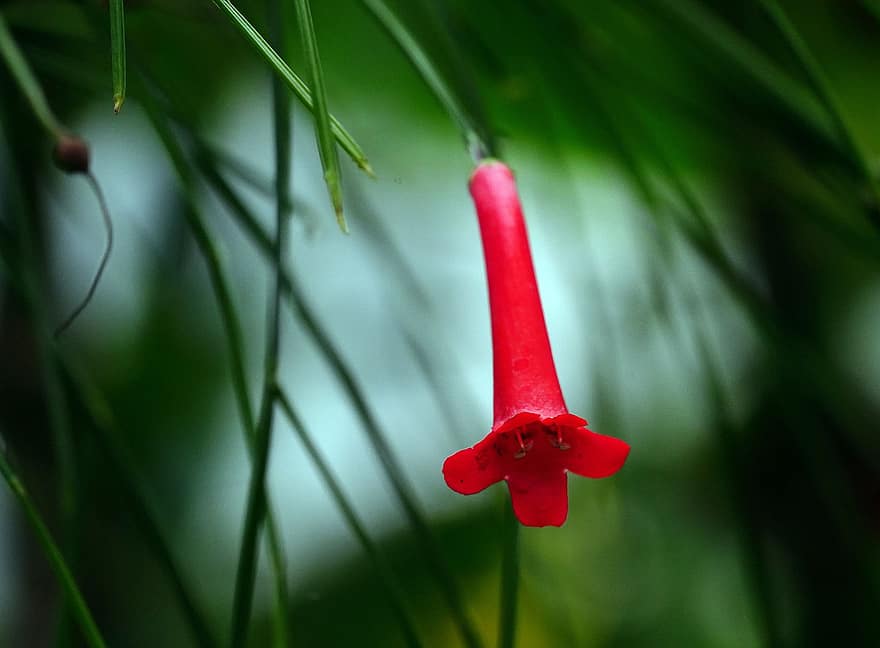 roślina petarda, malutki, czerwony, kwiat, Natura
