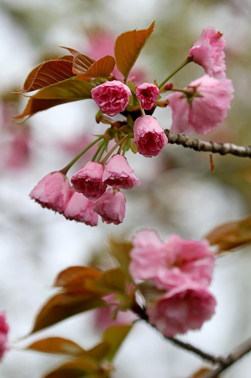 flores de cerejeira, flores cor de rosa, cerejeira yoshino, flores, Primavera, natureza, flores da primavera, panorama, fechar-se, folha, plantar