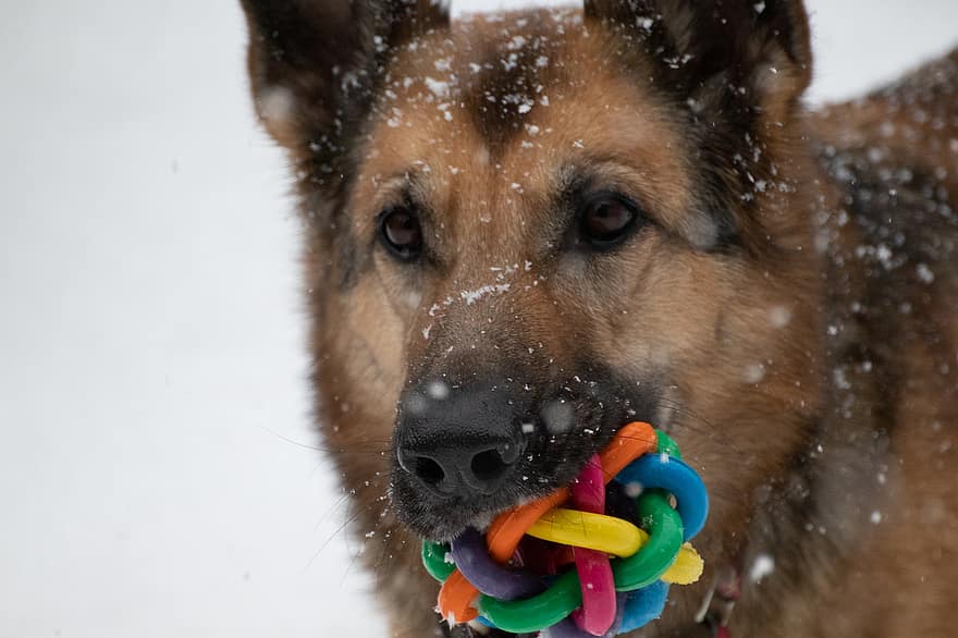 σκύλος, βοσκός σκύλος, παίζω, φέρω, χειμώνας, χιόνι, κεφάλι, κυνικός, κατοικίδιο ζώο, θηλαστικό ζώο, τα κατοικίδια ζώα