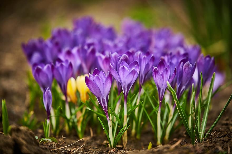 bunga-bunga, kelopak, tanah, tunas, crocus, krokus, kunyit, violet