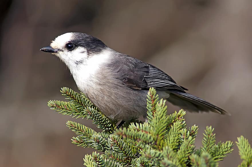 canada jay, gris jay, Gray Jay, Camp Robber, Whisky Jack, ocell passeriforme, Ocell Nacional del Canadà, ocell, bec, ploma, animals a la natura