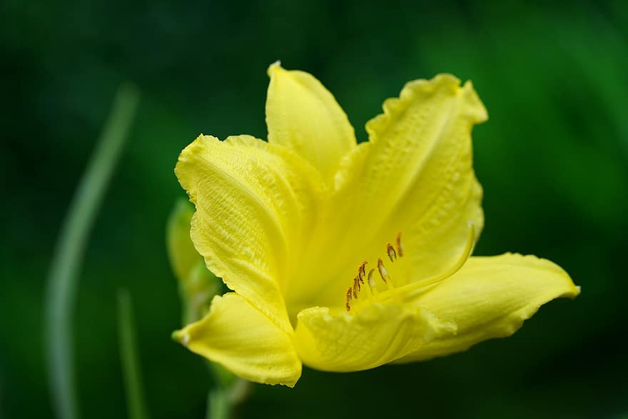 bunga bakung, bunga kuning, lily kuning, taman, flora, alam