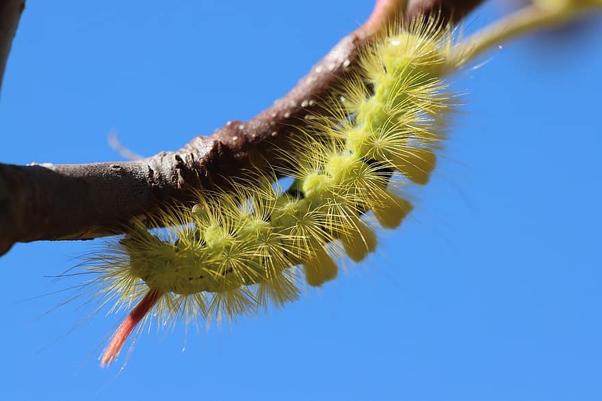Caterpillar, Beech Caterpillar, Lymantriidae, Insect, Butterfly, Red Tailed, Nature, Grimace, Rare, Haired, Tufts
