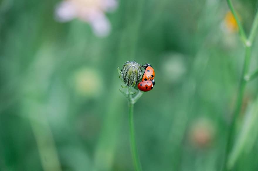 ladybugs, เต่าทองด้วง, แมลง, การผสมพันธุ์, ธรรมชาติ, เต่าทอง, ใกล้ชิด, สีเขียว, แมโคร, ปลูก, หญ้า
