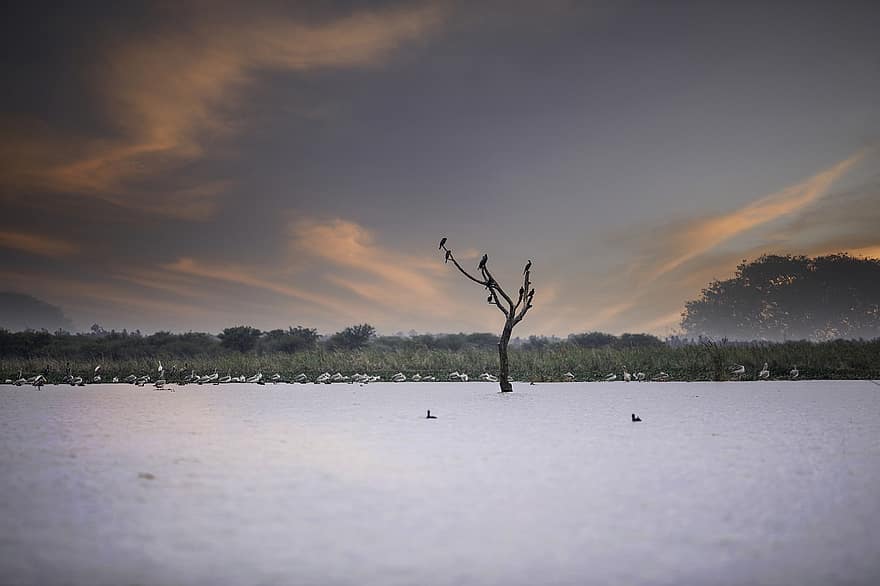 sø, træ, natur, fugle, buske, solnedgang, skumring, tusmørke, aften, Hoskote, Karnataka