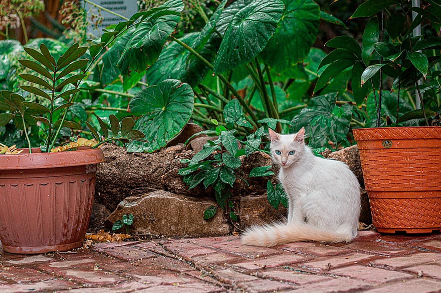 котка, животно, домашен любимец, Бяла котка, котешки, природа, домашни любимци, домашна котка, сладък, коте, домашни животни