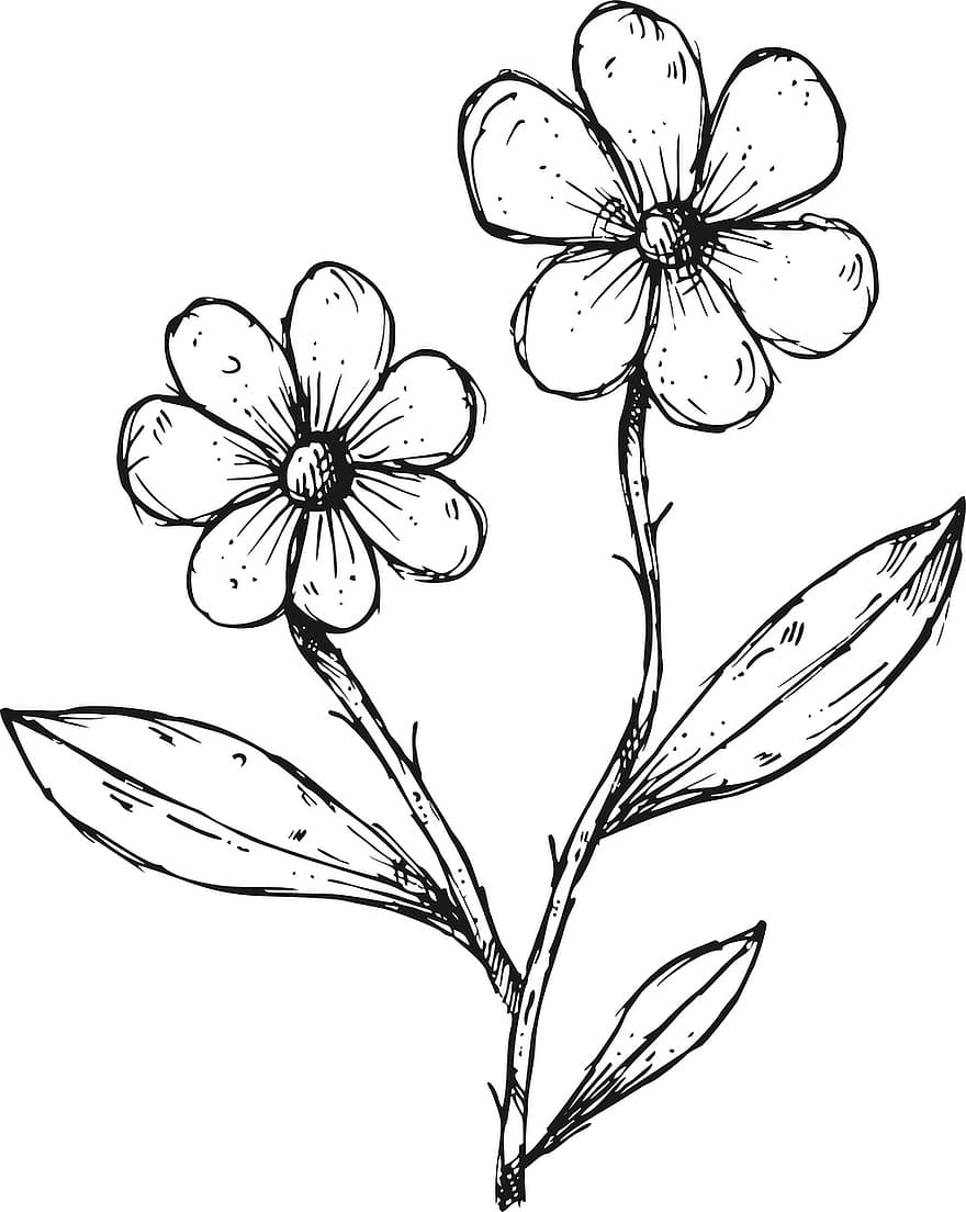 Blumen, Pflanze, Zeichnung, Blütenblätter, blühen, Blätter, Natur, skizzieren