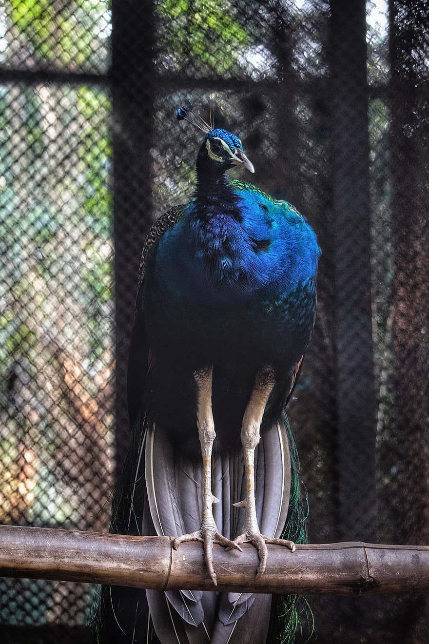 Bird, Peacock, Feathers, Plumage, Avian, Ornithology, feather, beak, multi colored, animals in the wild, blue